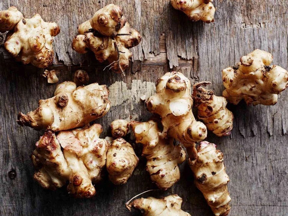 Jerusalem Artichokes tubers Sunchokes  10 tubers freshly dug plant or eat - Image 2 of 2