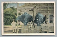 Whip Ray & Shark Fishing Catch ~ Antique Vero Beach Florida Postcard 1929