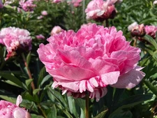 1 - SARAH BERNHARDT BareRoot Perennial Peony Plant ( 2-4 Eyes)  Shipping Now