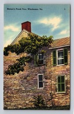 Winchester VA-Virginia, Nature's Freak Tree, Antique, Vintage Souvenir Postcard
