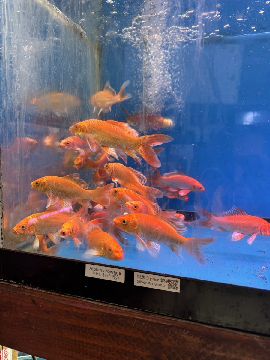 Red Butterfly Koi Inch Live fish