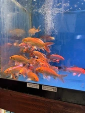 Red Butterfly Koi 5  Inch Live fish