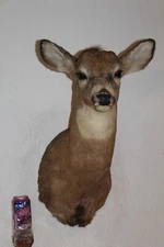 Whitetail Deer Head Shoulder Mount Taxidermy Mount Antler Hunt Rack Mule Hide