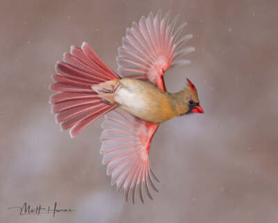 Northern Cardinal in Flight by Matthew Huras Fine Art Print Bird Wildlife 18x22
