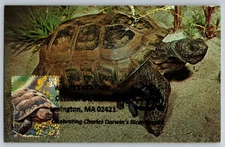 #3293b Sonoran Desert Tortoise Maxi Card w/Pictorial Cancel