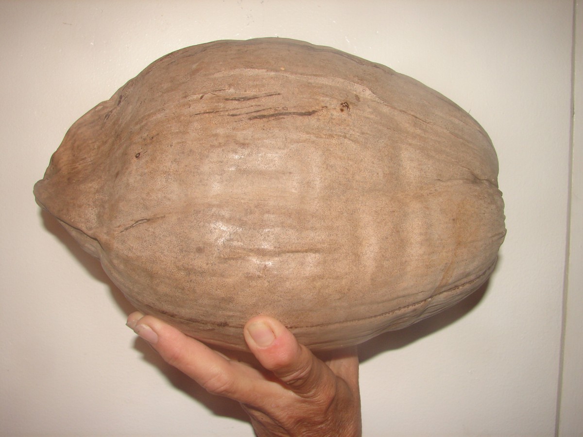coconut様ご確認用 s-l1200.jpg