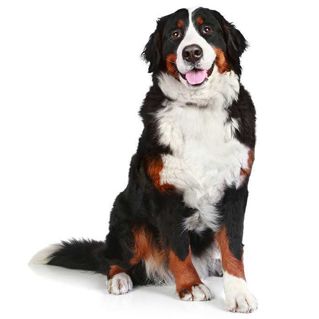 trixie slow feed dog bowl