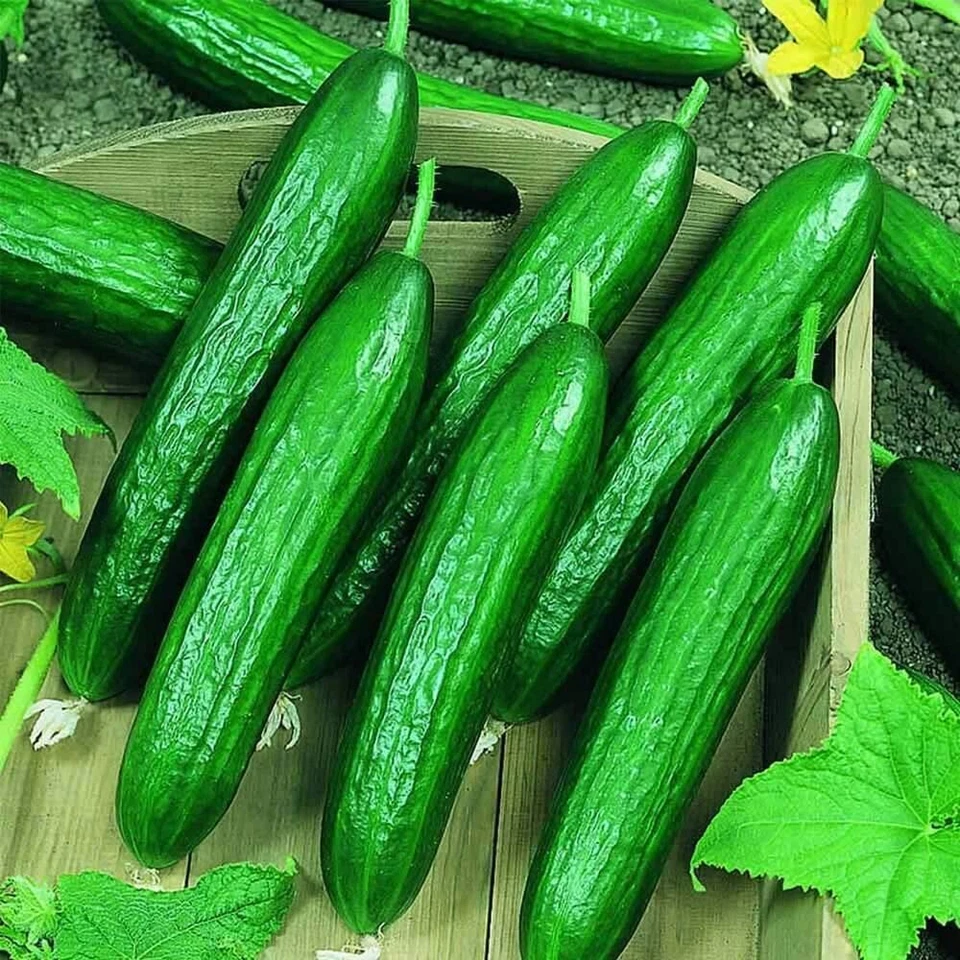 CUCUMBER Beit Alpha (Lebanese) 10 seeds  vegetable to 250g garden SPRING SUMMER - Image 2 of 2