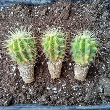 Golden Barrel Cactus, 3pk, Echinocactus Grusonii, 2 inch, Succulent/Cactus, Rare