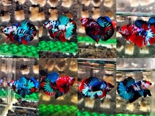 HMPK Koi Galaxy Live Betta Fish High Quality HMPK Male - Random Pick