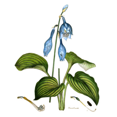Blume Blaue Taglilie Hemerocallis Caerulea Kunstdruck Leinwand 30x40 cm