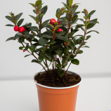 Gaultheria Merry Berry Red Seeds - 25 Flowering Evergreen Shrub
