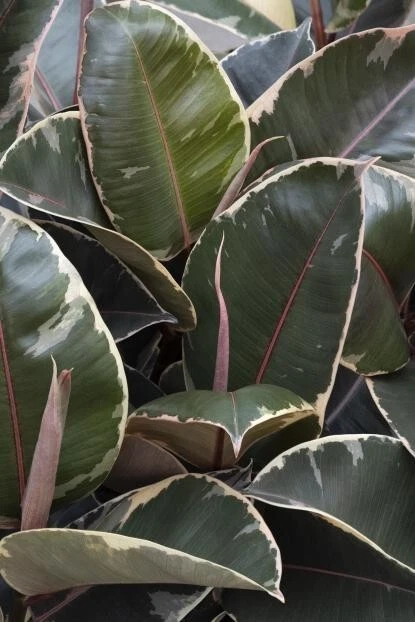 Tineke Rubber Plant Ficus elastica 'Tineke'- 3 fresh cuttings