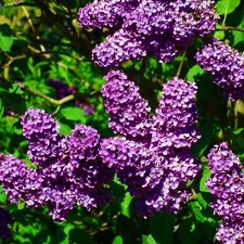 Charles Joly Lilac Plant Live Starter Double Rose Purple Fragrant