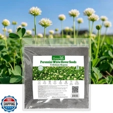 Groundio Perennial White Dutch Clover Seeds for Lawn, 2 lbs, Ground Cover Clo