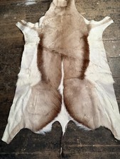 Springbok Antelop Leather Decor, Genuine Skin, Hide Rug 41 Inches X 25.5 Inches