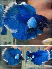Male Betta Live Fish - Dumbo Blue White Halfmoon - LV87 - High Quality A++