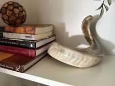 Yemenite Ram Shofar - Polished Kosher-made Ram Shofar -around 17" around curve