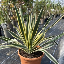 Yucca gloriosa Variegata - 26cm Pot Lovely Plants - Spanish Dagger