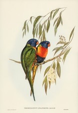 John Gould Birds of Australia Lithograph Ornithology Zoology Print Wall Art