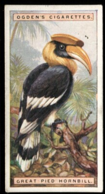 Tabakkarte, Ogdens, FOREIGN BIRDS, 1924, Great Pied Hornbill, #25