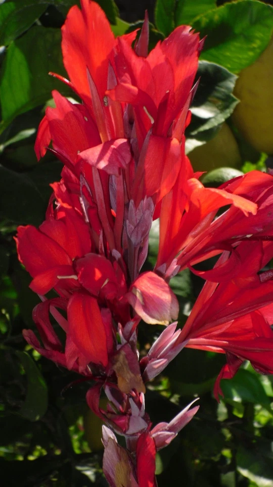 10 Canna Indica (canna Edulis) seeds