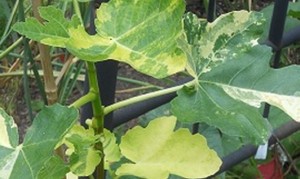 Fig-tree-034-Jolly-Tiger-034-3-cuttings-NOT-VARIEGATED-will-be-shipped-in-September