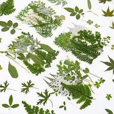 Augshy 100 Pcs Pressed Dried Green Leaves Flowers for Resin Jewelry Craft DIY