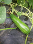 20 Korean squash Meot Jaeng I Ae Summer seeds