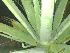 20 Ounce ALOE VERA Leaves 2-3