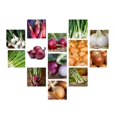 Onion Seeds Collection, NON-GMO, 13 Varieties to Choose From, FREE SHIPPING