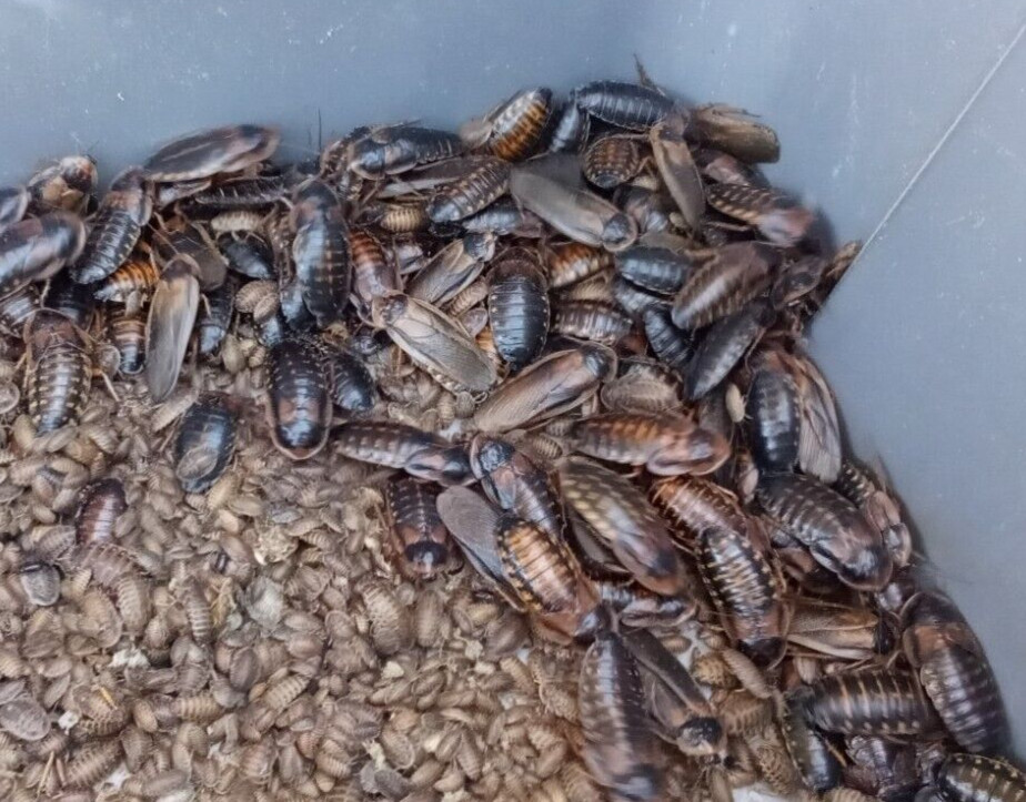 Dubia Roach starter colony 50 females/15 males plus 100 small