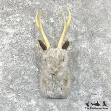 #27844 E+ | Jackalope Taxidermy Shoulder Mount For Sale