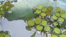 LIVE OSTRACODS 15 TADPOLES 25 Floater Plants, Aquaponics, Pond, Window Garden