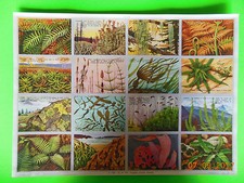 1 PLANCHE ANCIENNE IMAGES SCOLAIRES - N° 174 - FOUGERES, LICHENS, VARECHS