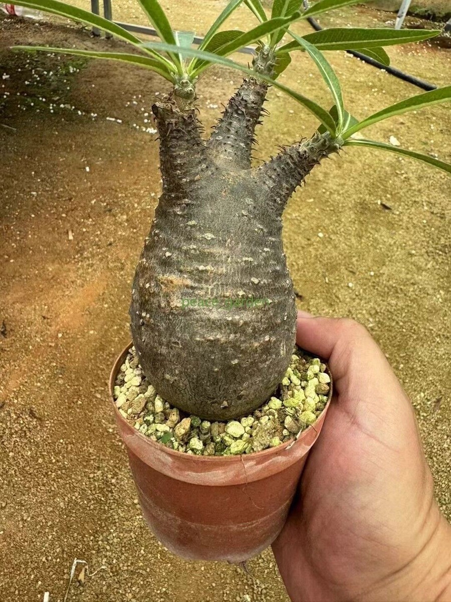 RareSucculent plant Pachypodium ssp. gracilius Garden 4-6CM | eBay