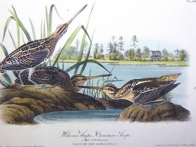 Audubon 1st ed Octavo WILSON'S SNIPE COMMON SNIPE Birds of America 1840 original