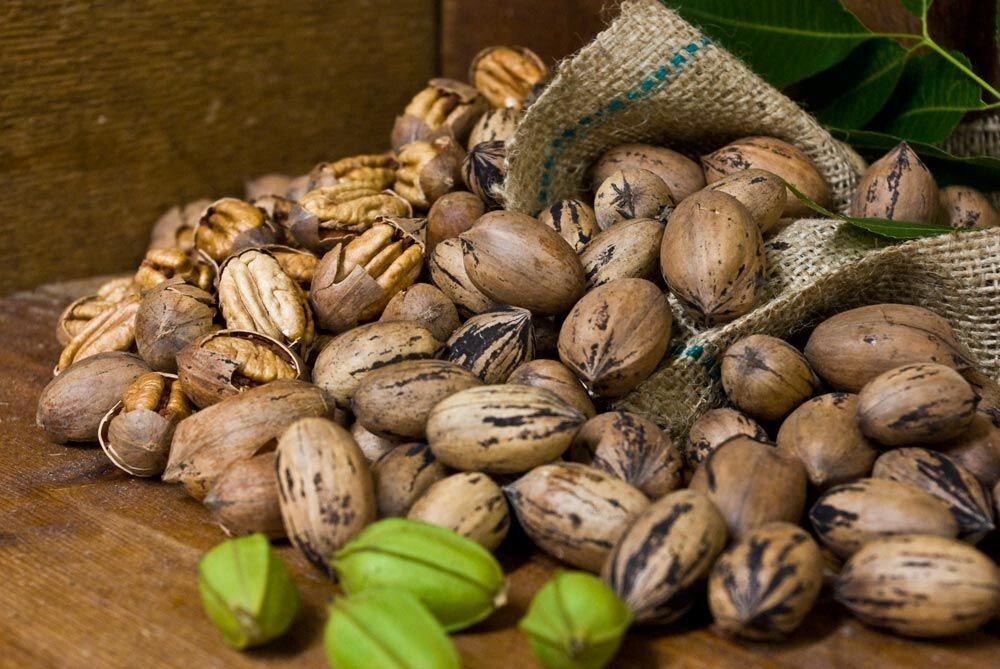 Nuevas nueces frescas con cáscara 5 lb