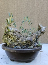 Old European Olive Bonsai Tree,,, SALE