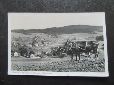 AK Beiersdorf Oberlausitz Feld-Kühe