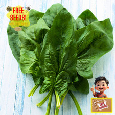 Fresh Green Arrow Spinach Seeds | Heirloom Non-GMO | Asian Vegetables