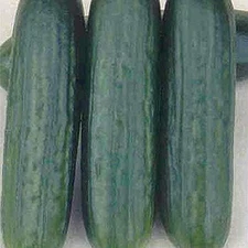 Eunis PMT F1 Cucumber Seeds (25+ Seeds)