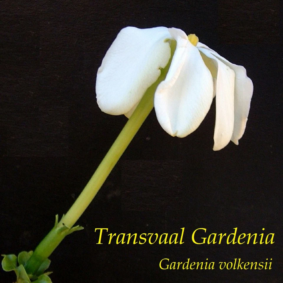 ~Transvaal Gardenia~ BUSHVELD Fruit Tree Gardenia volkensii Live 2-3+ Potd PLANT - Image 4 of 4