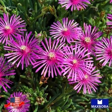 100 Delosperma 100 Seeds - Ice Plant Non-GMO