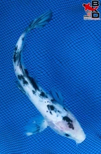 8" SHIRO BEKKO Live Koi Fish Garden Pond 10/23