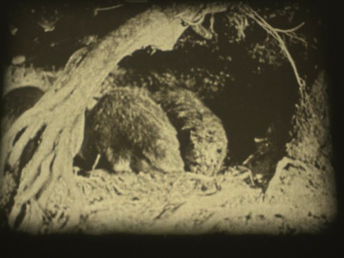 PERILS OF THE WILD / ZIPPY THE CHIMP - 2 x 200FT B/W - STANDARD 8MM FILM -CASTLE - Bild 12 von 24