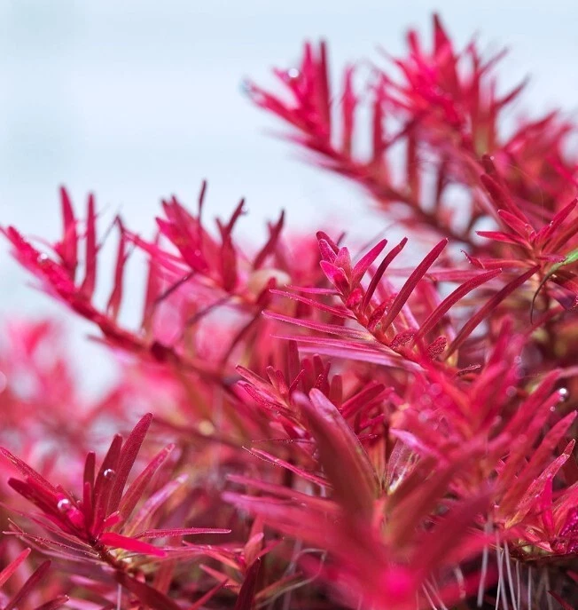 Pianta Acquatica Artificiale Rossa In Plastica Per Acquario 27 Cm | Decorazione Sicura Per Pesci, Con Base In Ceramica, A Bassa Manutenzione