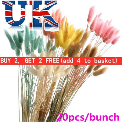 Uk 20x Rabbit Tail Grass Bunny Tails Dried Flowers Lagurus Ovatus Plant Stems Ebay