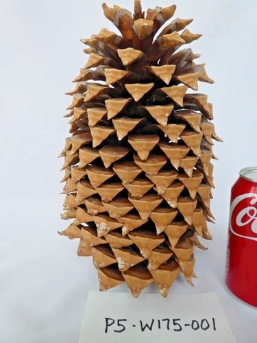 Coulter Pine Cone 11" H x 7.5"w! LARGE Christmas Holidays Gift Crafts Nature HTF