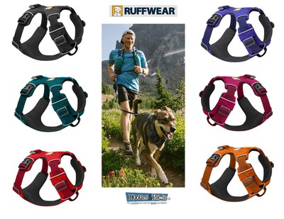 sphynx cat in jumper